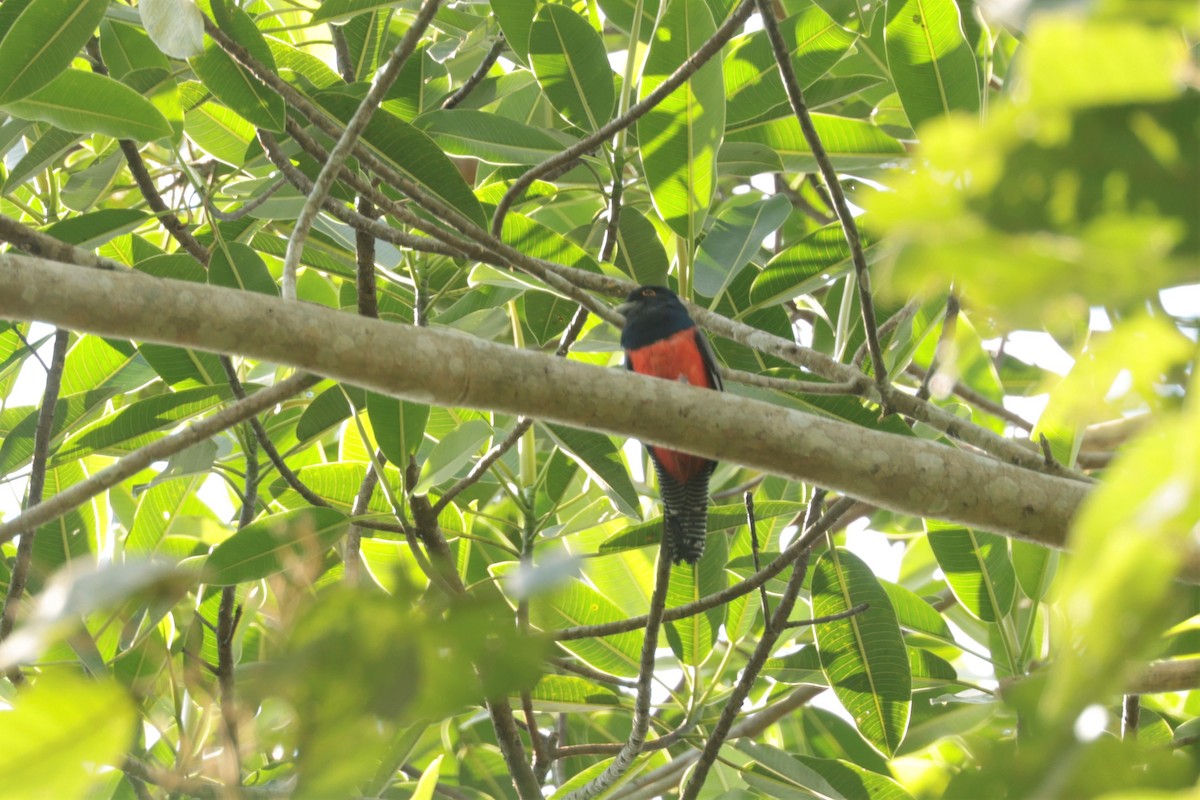 Blue-crowned Trogon - ML641404368