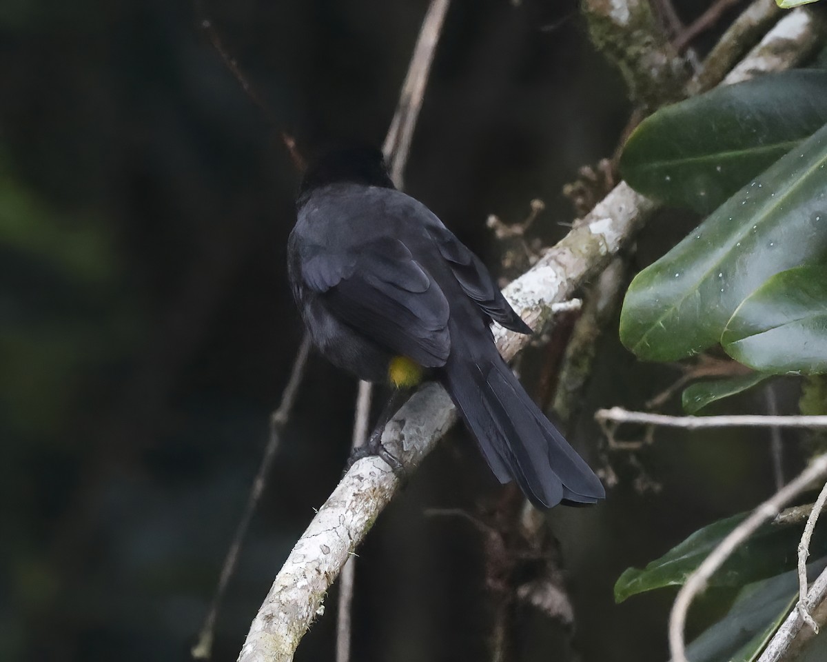 Yellow-thighed Brushfinch - ML641404369