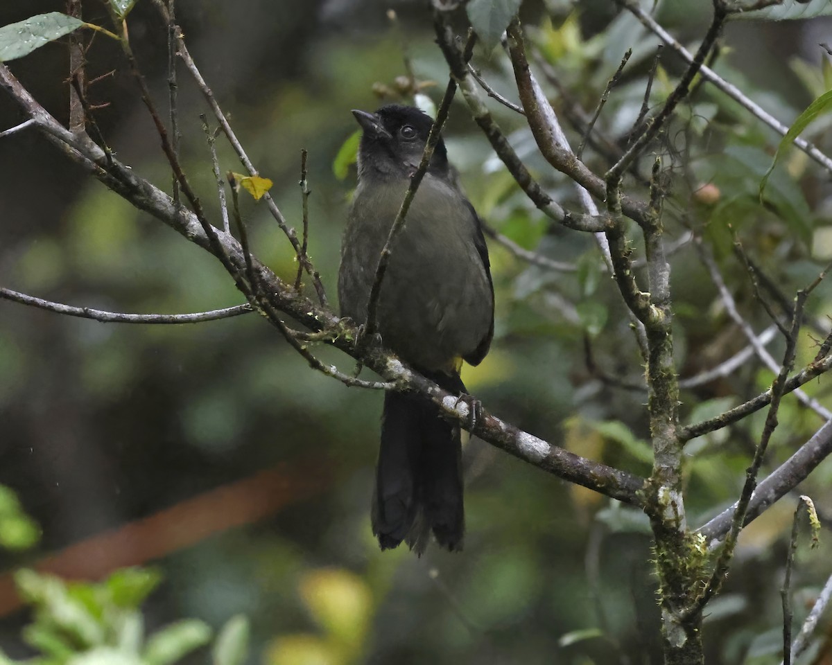 Yellow-thighed Brushfinch - ML641404370