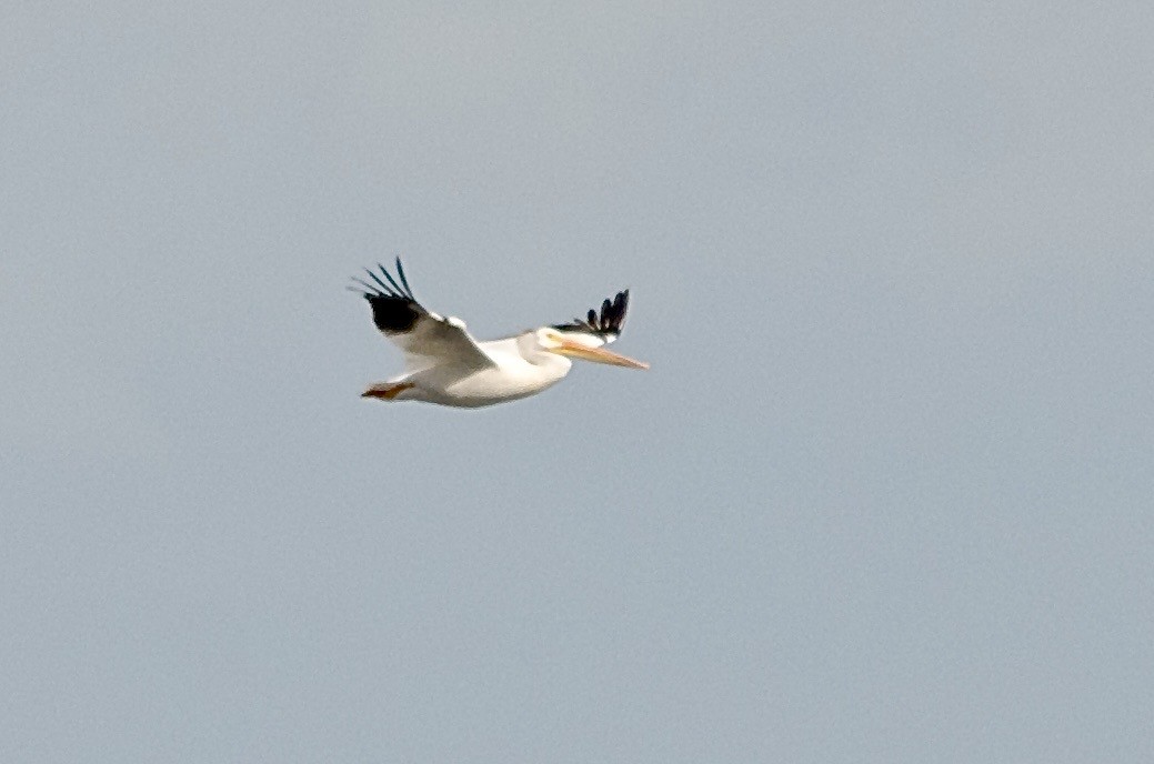 American White Pelican - ML641404371
