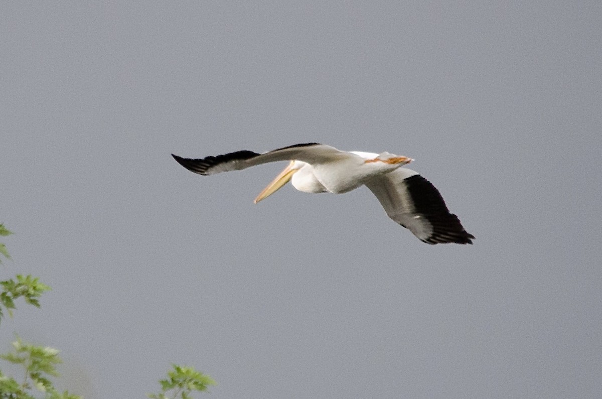 American White Pelican - ML641404372