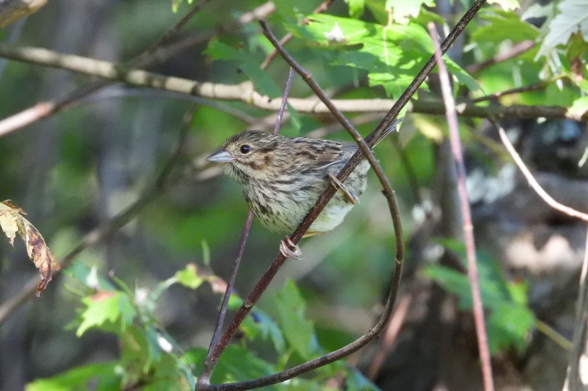 new world sparrow sp. - ML641404375