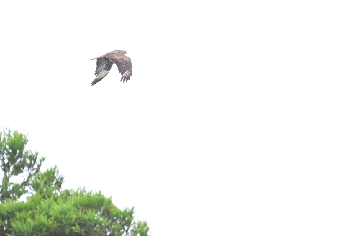 Common Buzzard (Azores) - ML641404379