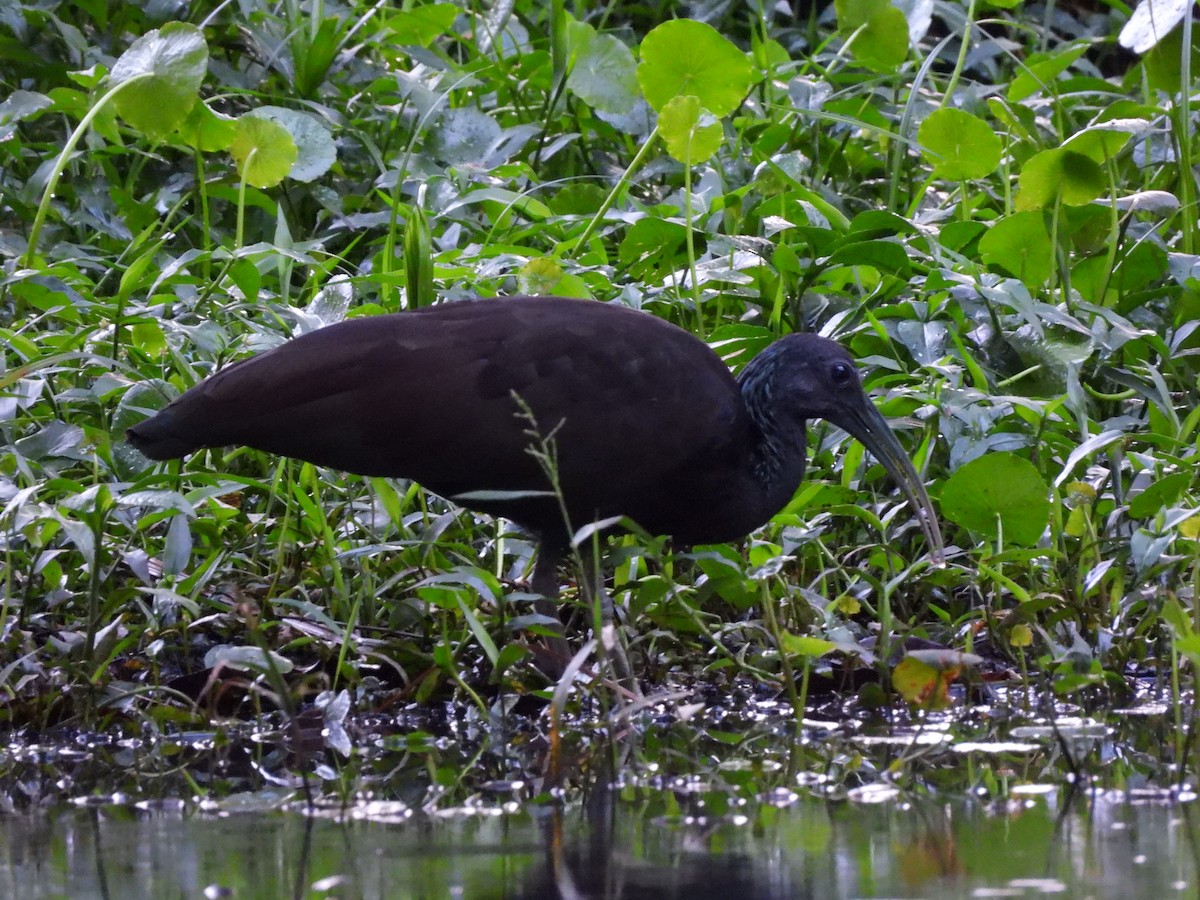 Ibis vert - ML641404391