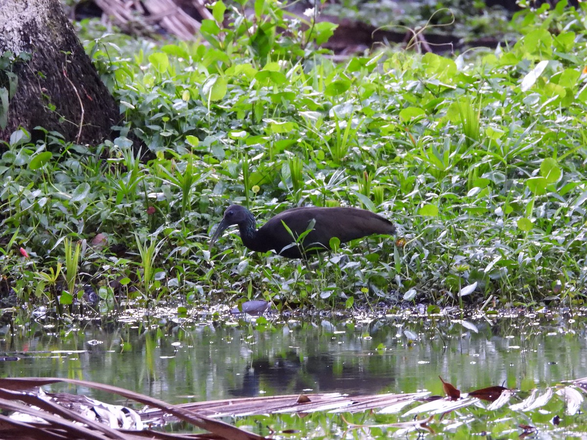 Ibis vert - ML641404396