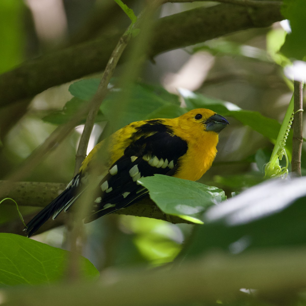 Yellow Grosbeak - ML641404403