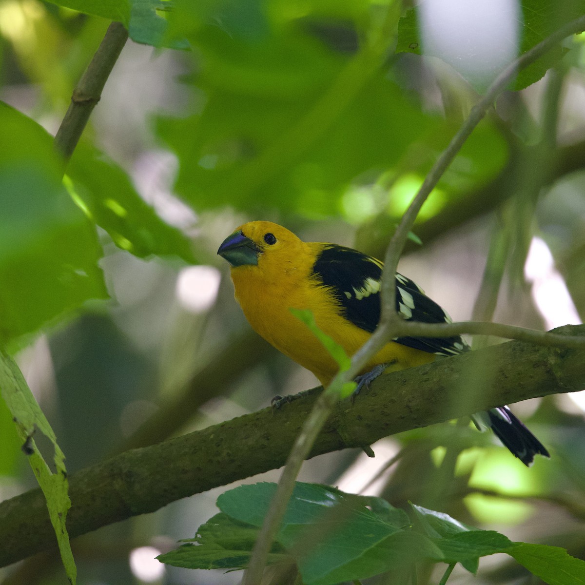 Yellow Grosbeak - ML641404404