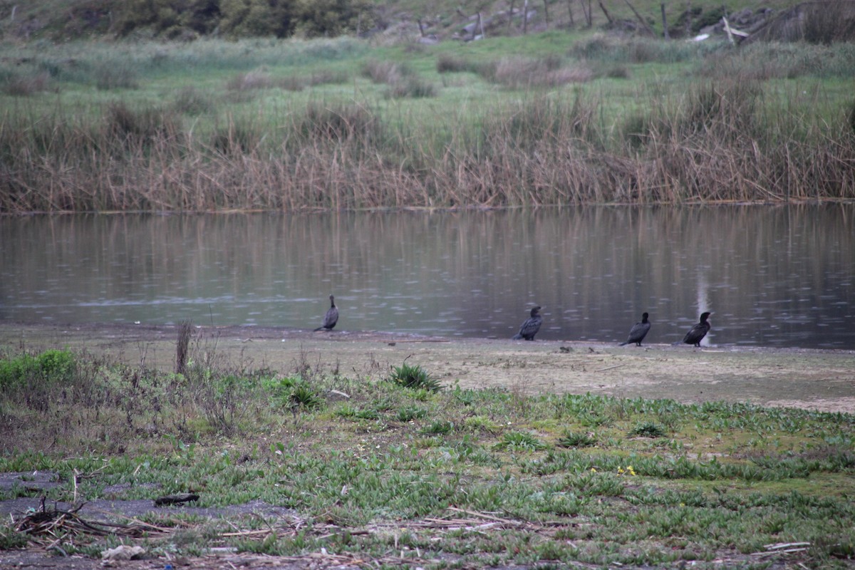 Neotropic Cormorant - ML641404410