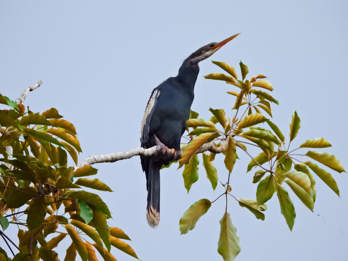 Anhinga d'Amérique - ML641404414