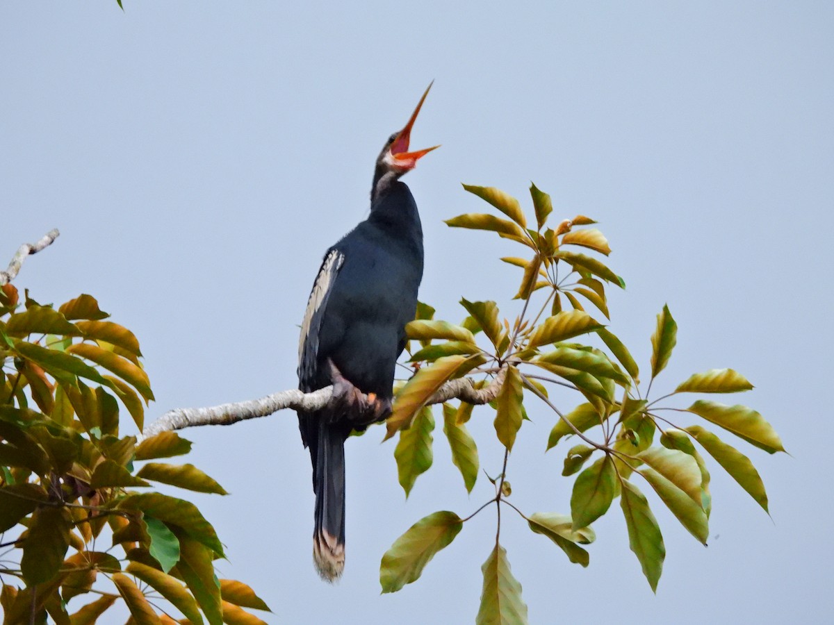 Anhinga d'Amérique - ML641404415