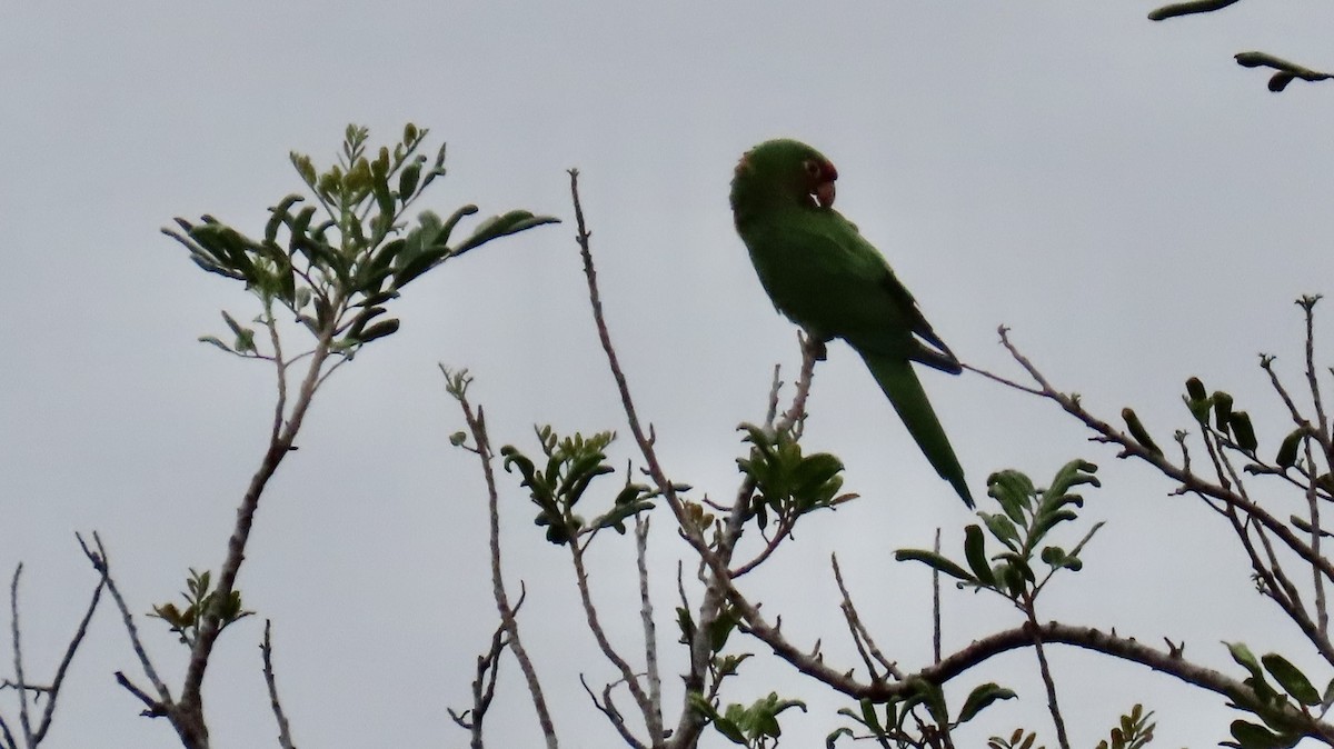 Conure à tête rouge - ML641404417