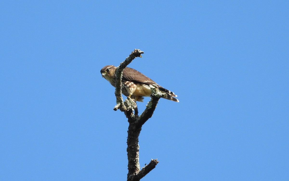 Boz Doğan - ML641404461