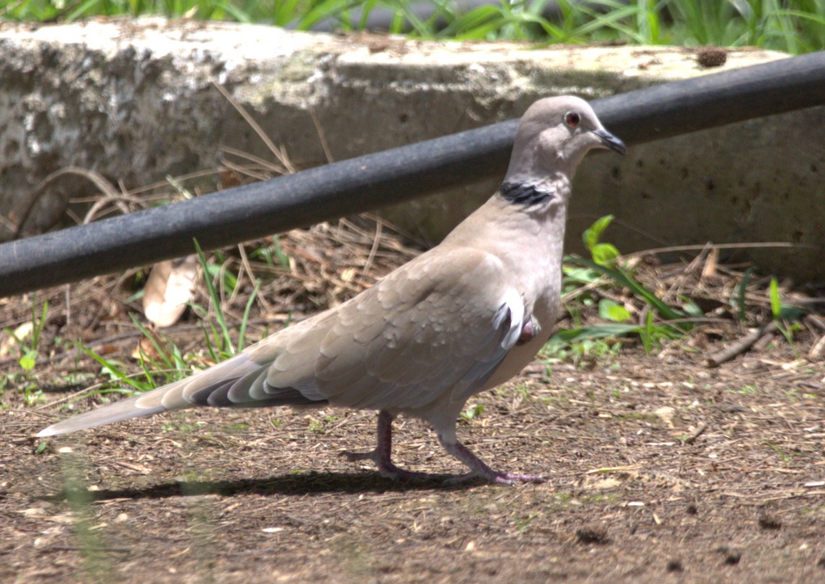 Eurasian Collared-Dove - ML641404475