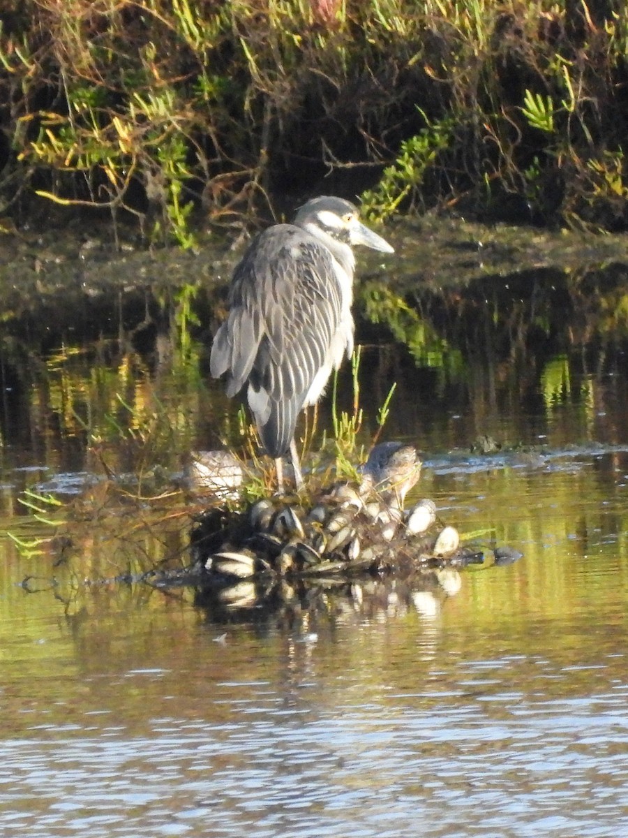 Yellow-crowned Night Heron - ML641404483