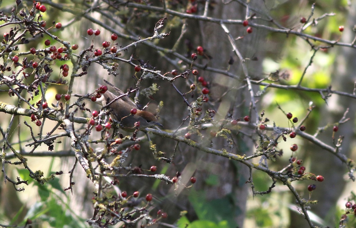 Халимагт зэржгэнэ - ML641404498