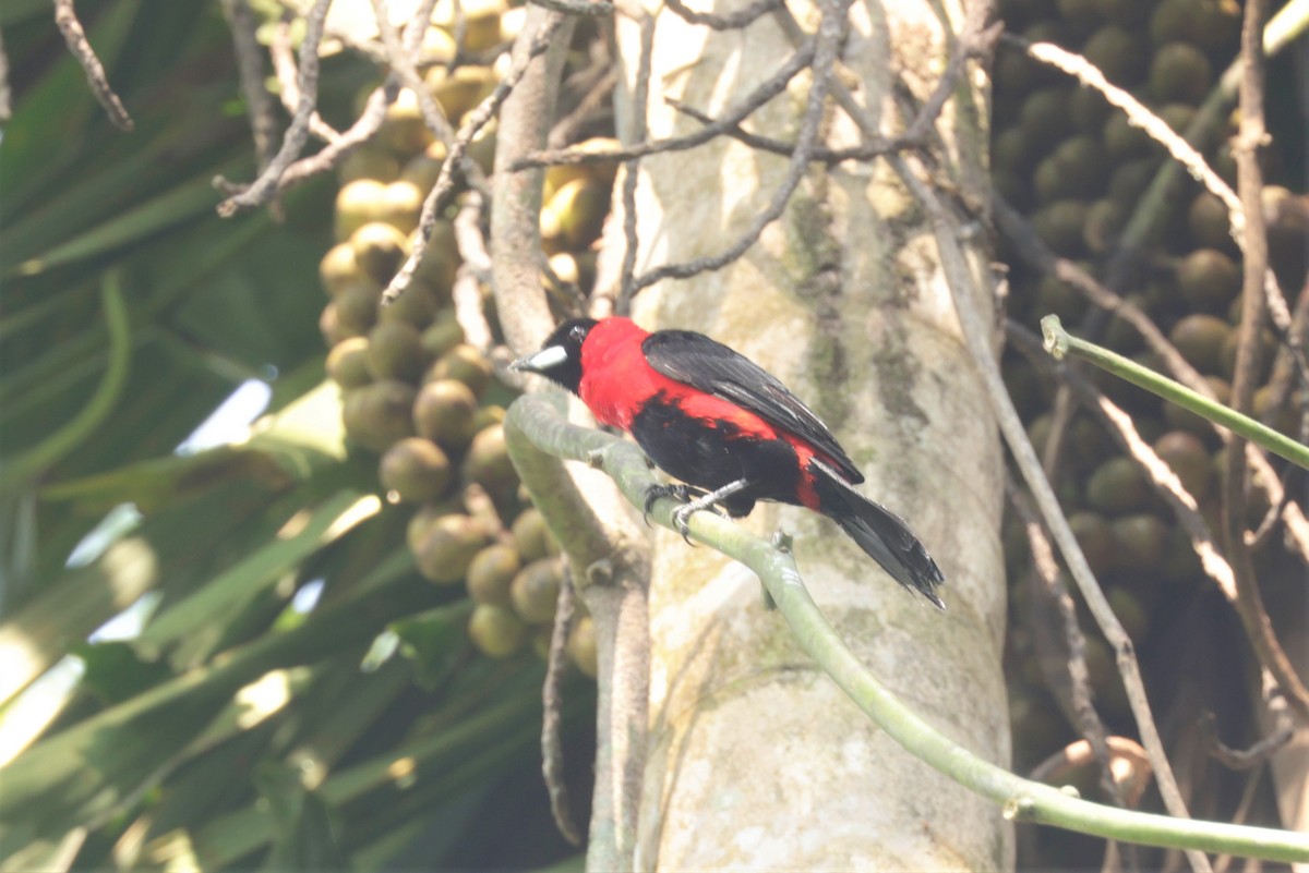 Masked Crimson Tanager - ML641404499