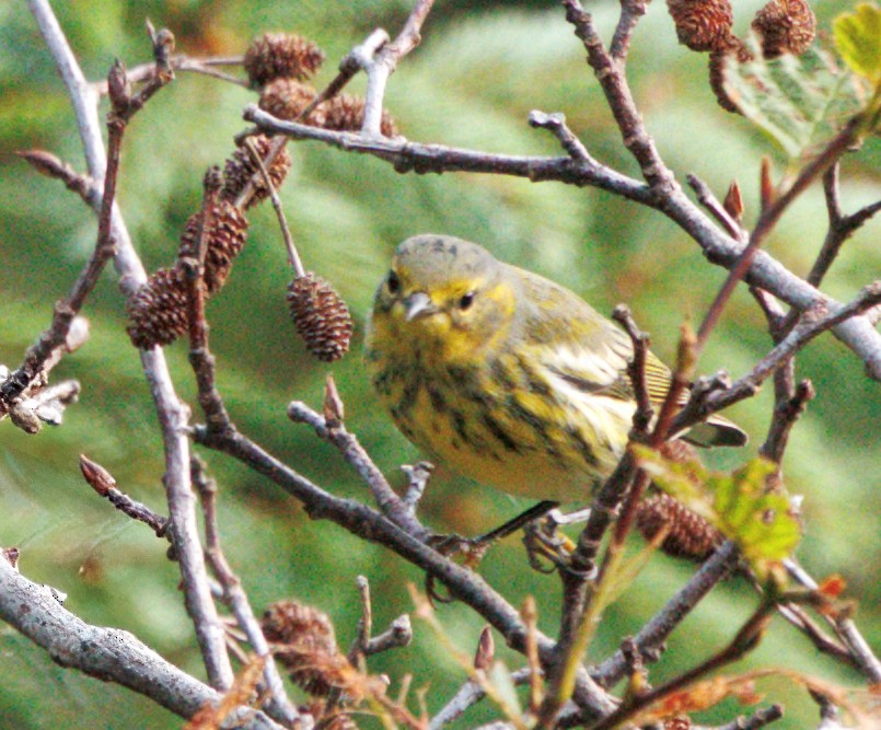 Paruline tigrée - ML641404508