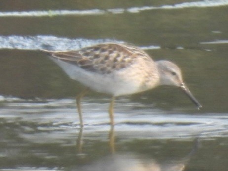 Stilt Sandpiper - ML641404517