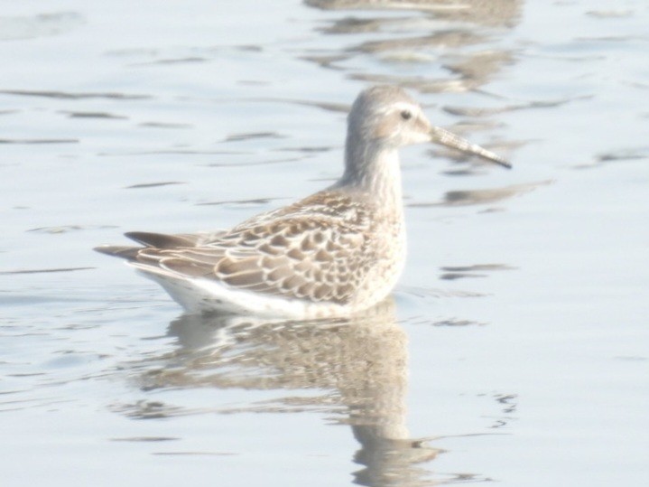 Stilt Sandpiper - ML641404518