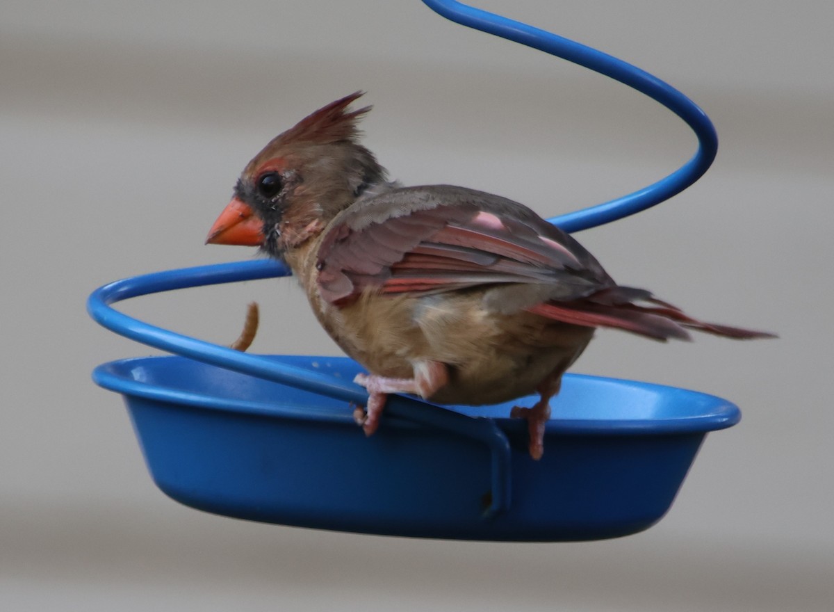 Cardinal rouge - ML641404534