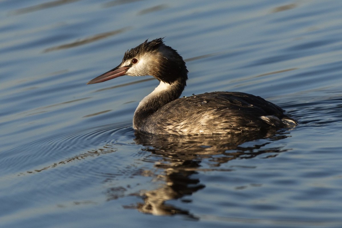 Great Crested Grebe - ML641404543