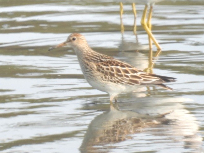 Pectoral Sandpiper - ML641404549