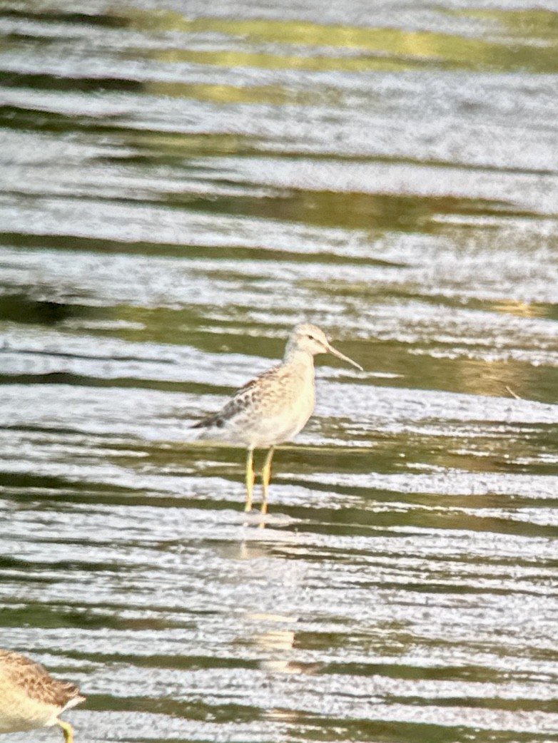 Stilt Sandpiper - ML641404554