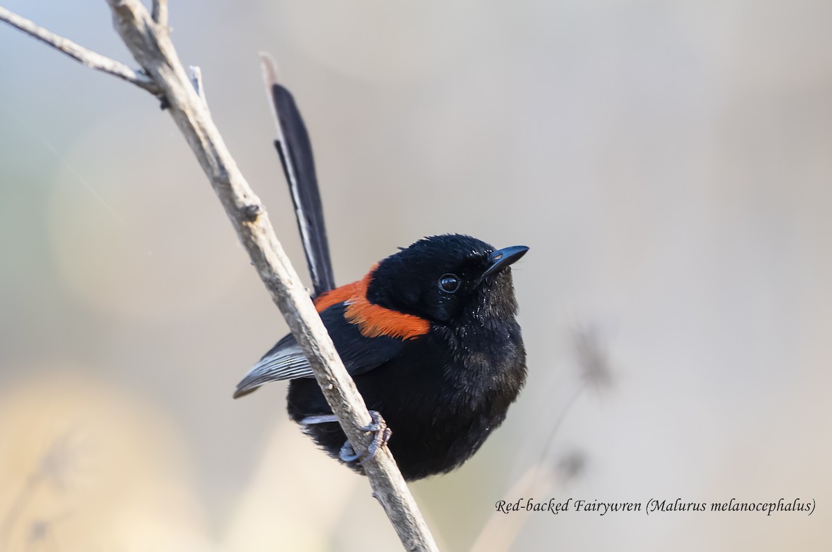 Red-backed Fairywren - ML641404571