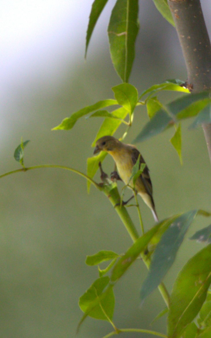 Lesser Goldfinch - ML641404572