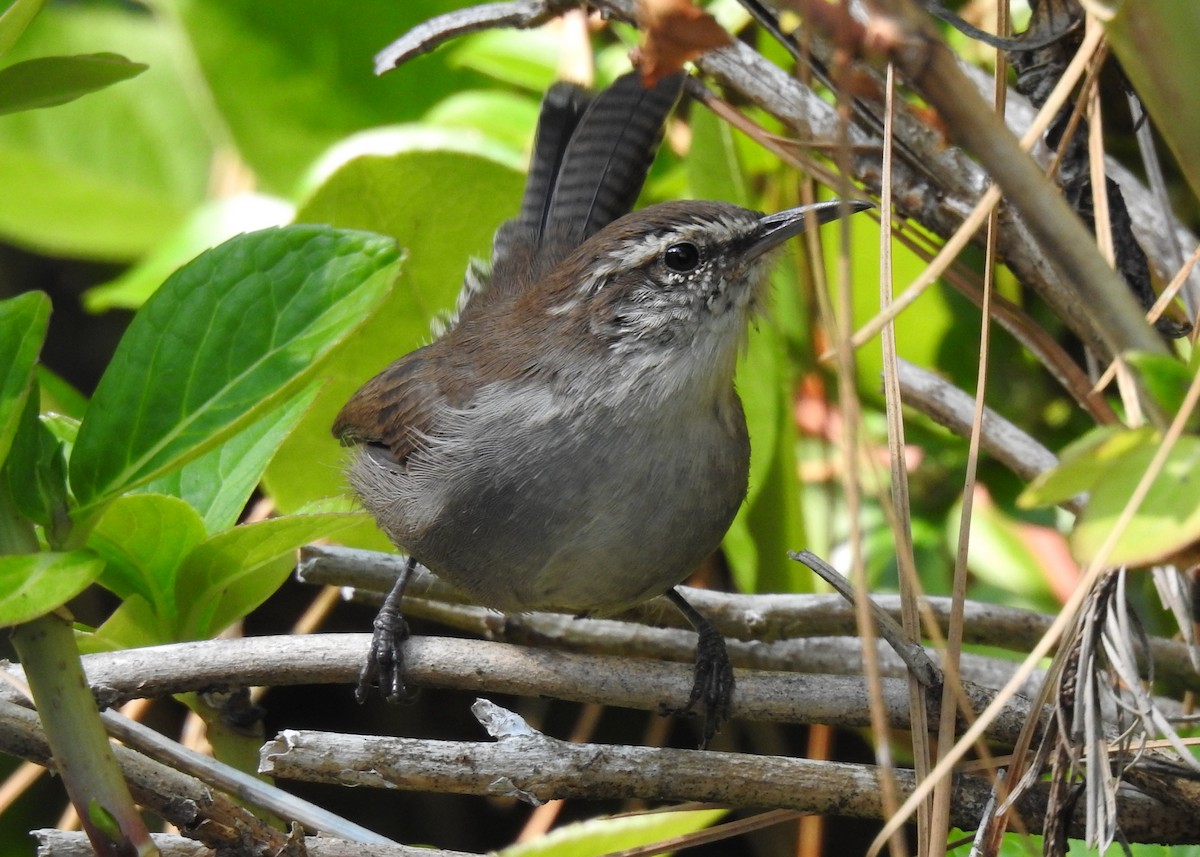 Bewick's Wren - ML641404576