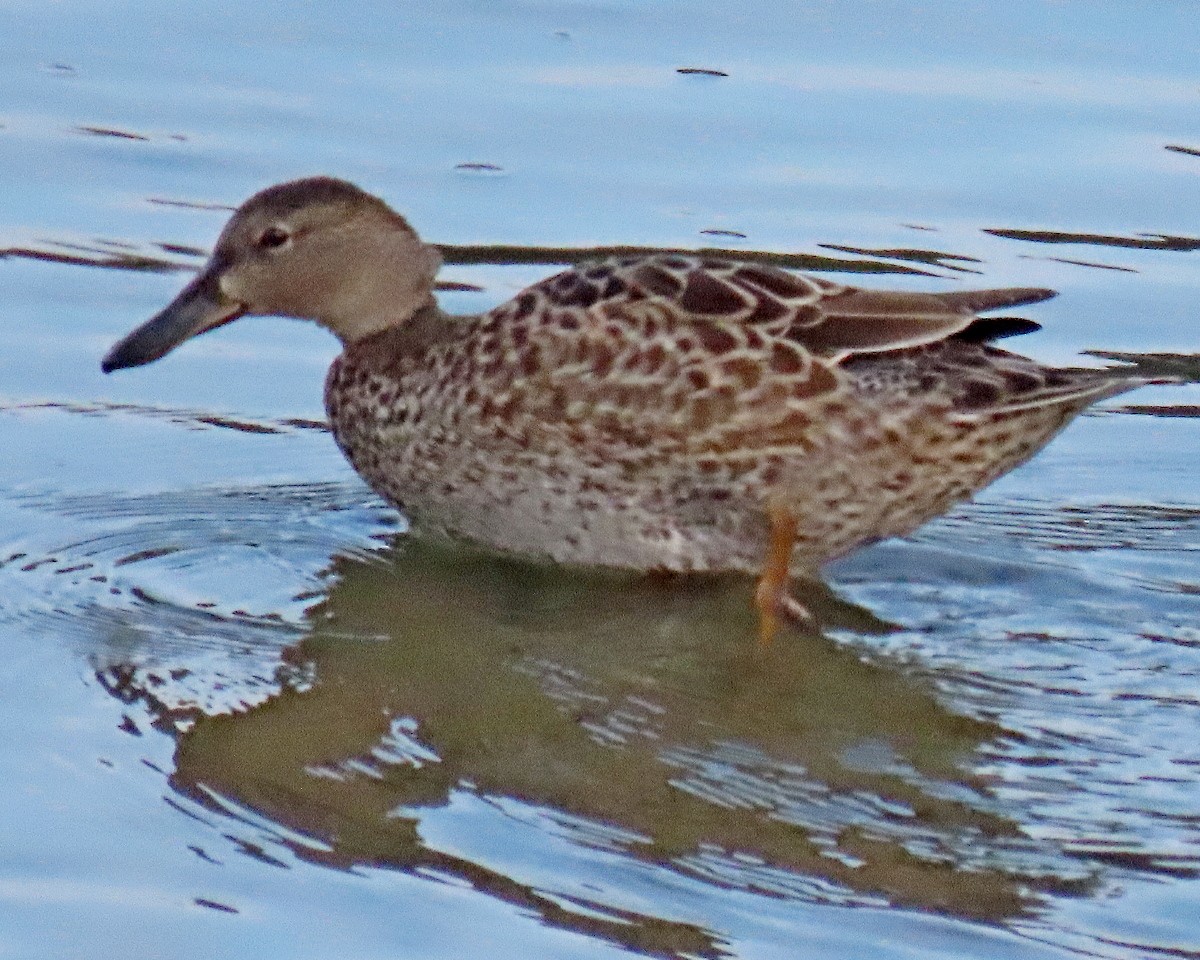 Cinnamon Teal - ML641404577