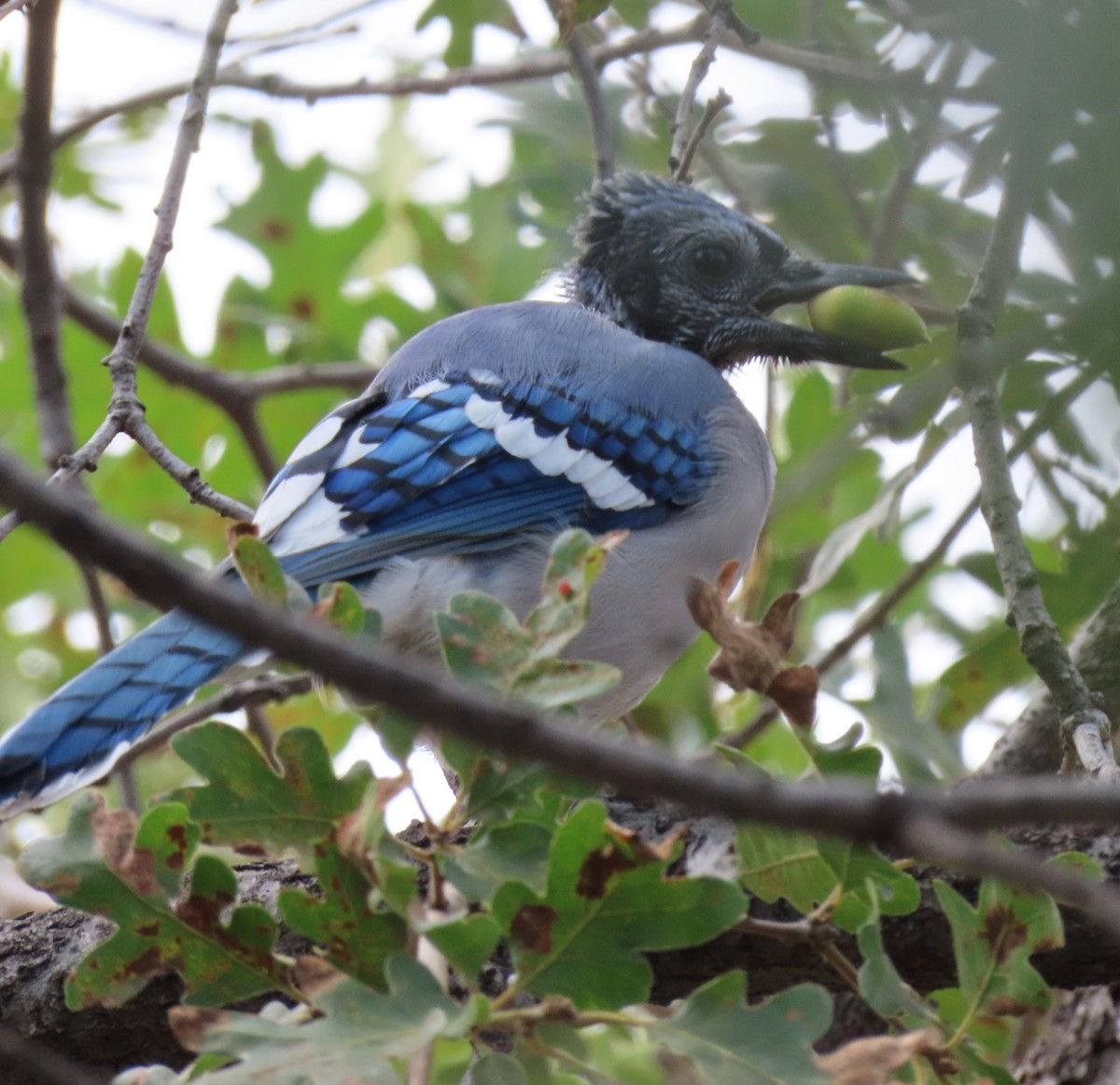 Blue Jay - ML641404578