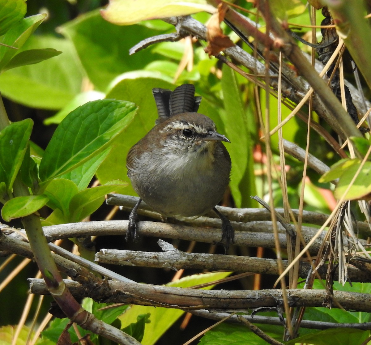 Bewick's Wren - ML641404579