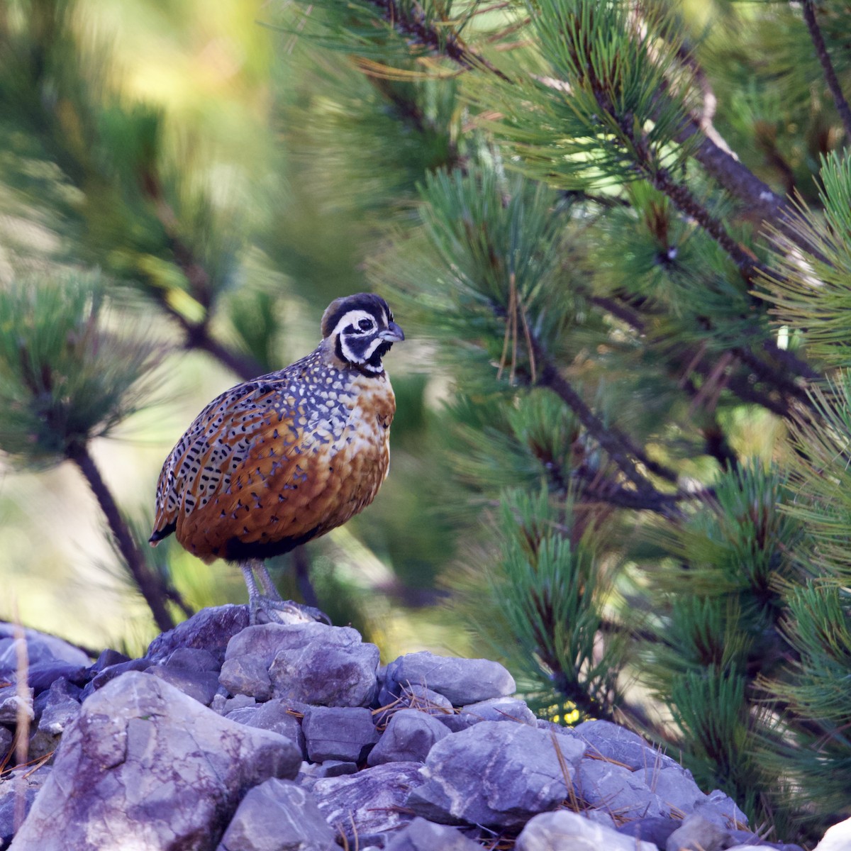 Ocellated Quail - ML641404583