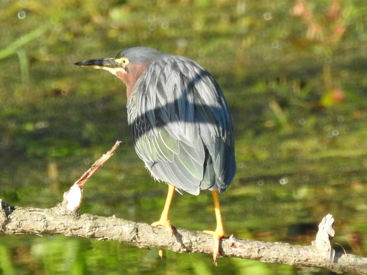 Green Heron - ML641404587
