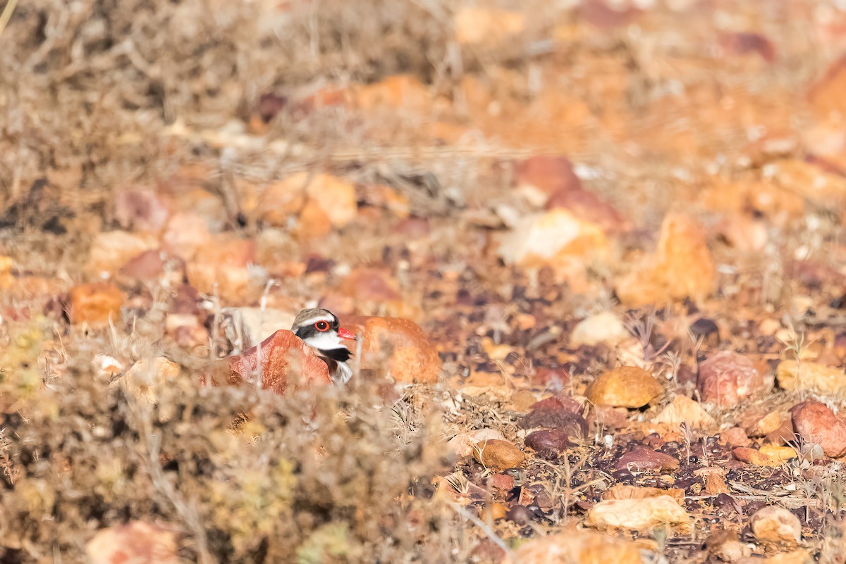 Black-fronted Dotterel - ML641404588