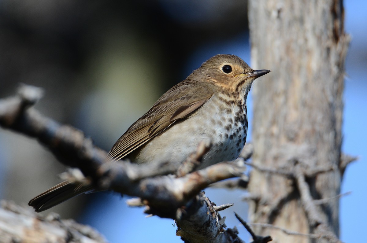 Swainson's Thrush - ML641404589