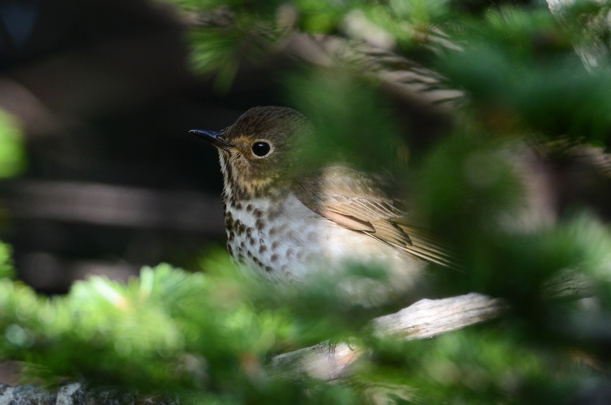 Swainson's Thrush - ML641404590