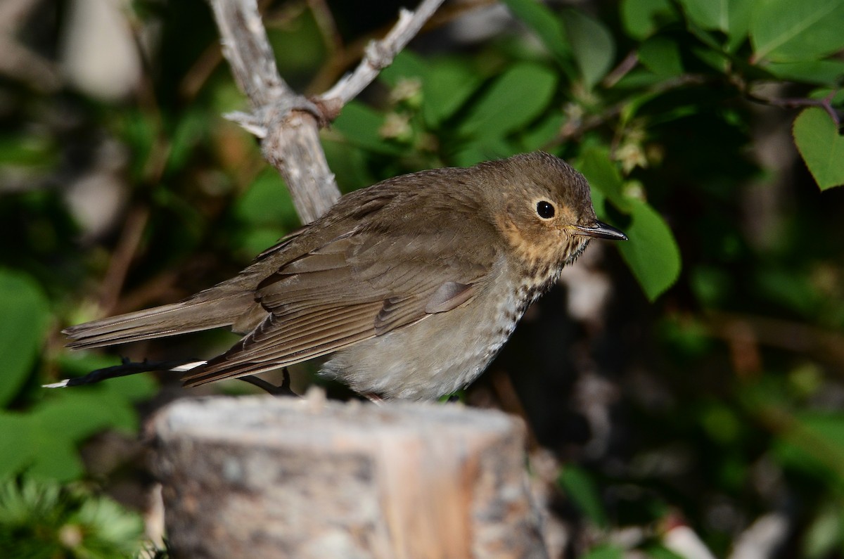 Swainson's Thrush - ML641404592