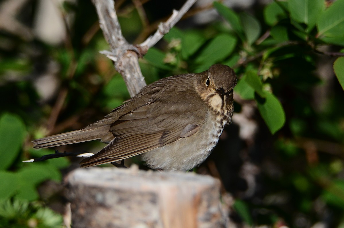 Swainson's Thrush - ML641404593