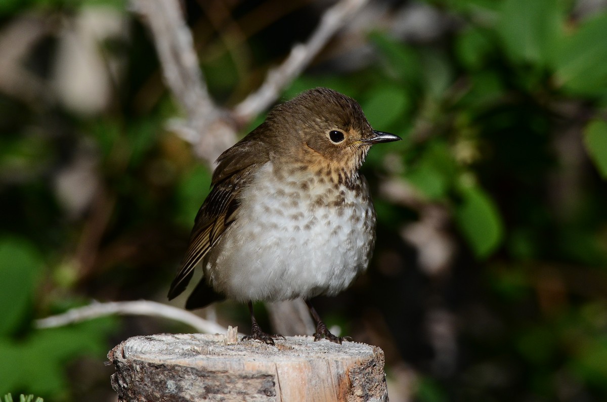 Swainson's Thrush - ML641404594