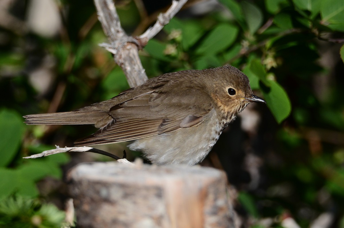 Swainson's Thrush - ML641404597