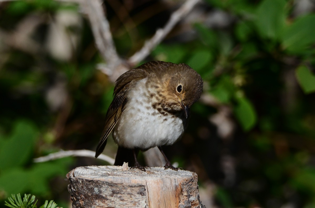 Swainson's Thrush - ML641404598