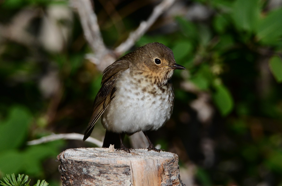 Swainson's Thrush - ML641404599