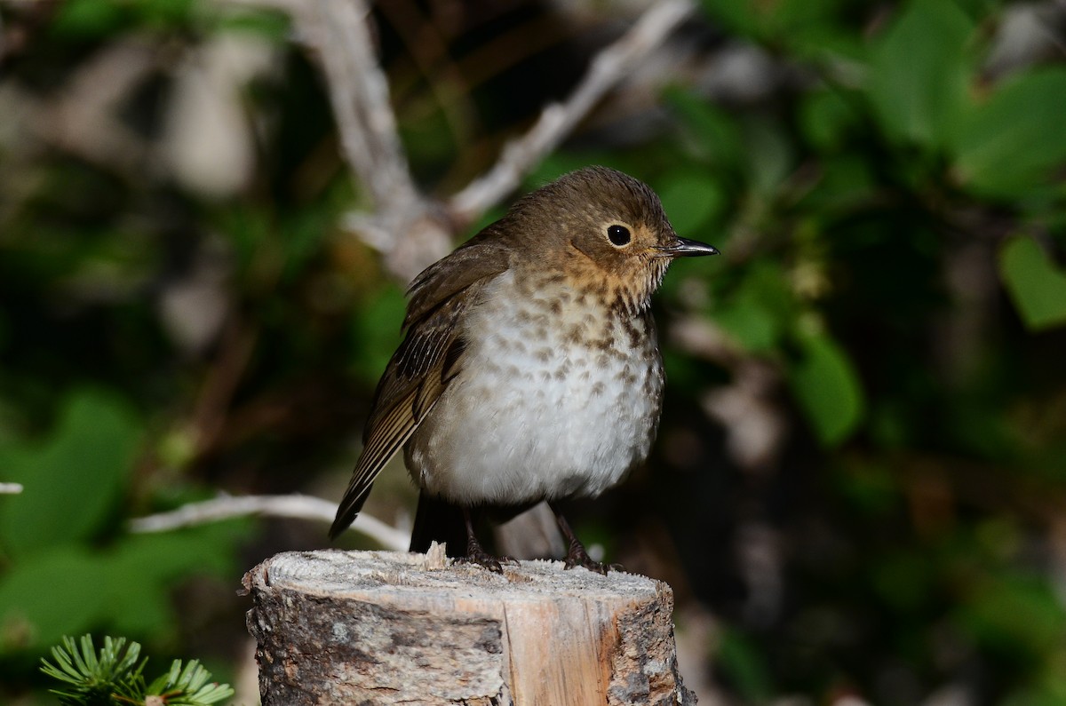 Swainson's Thrush - ML641404600