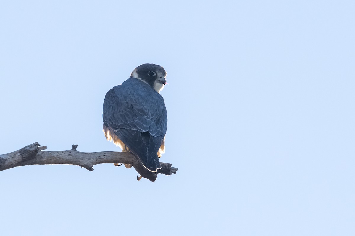 Australian Hobby - ML641404604