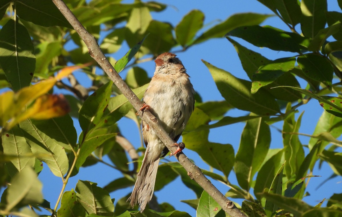 Field Sparrow - ML641404605
