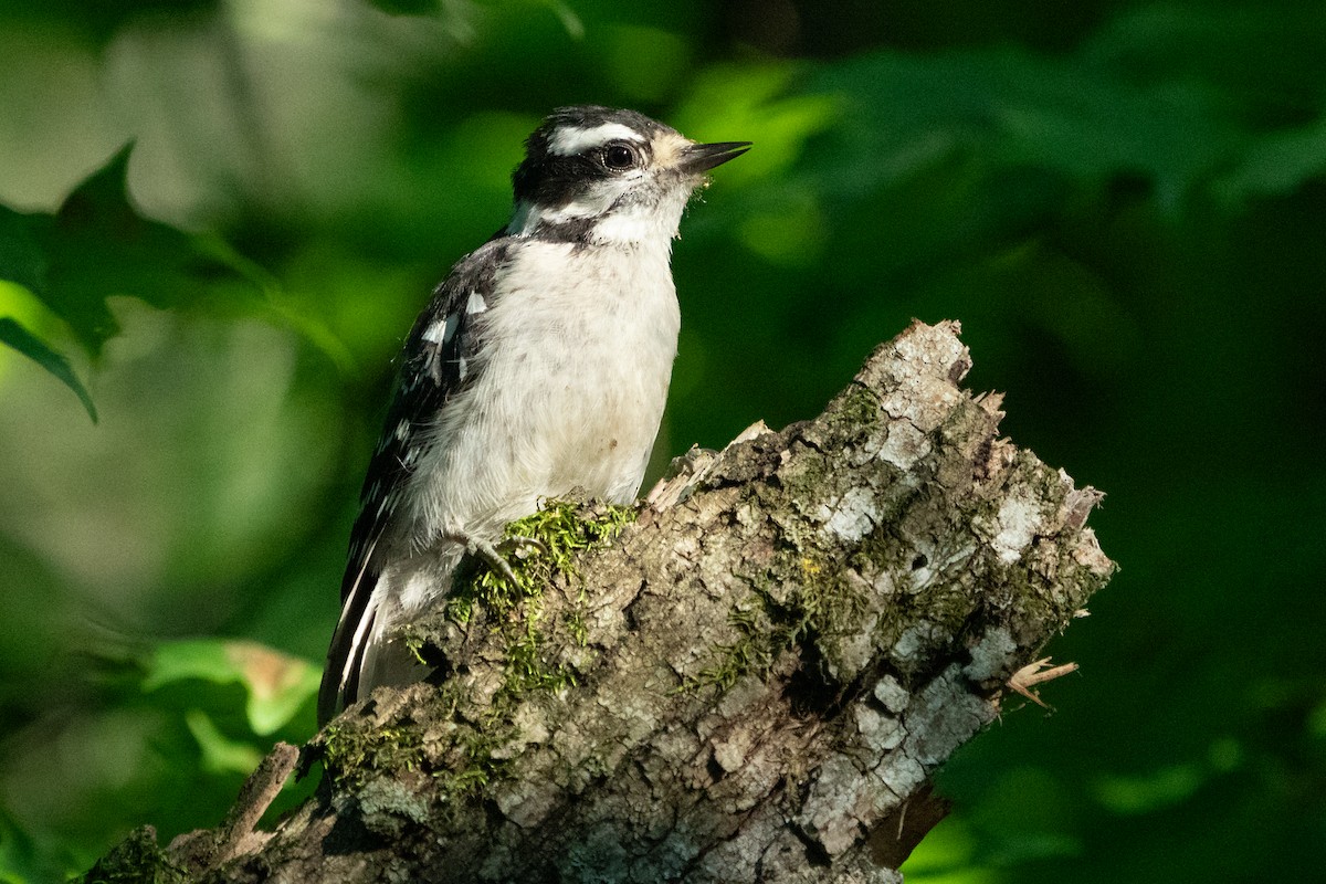 Downy Woodpecker - ML641404609