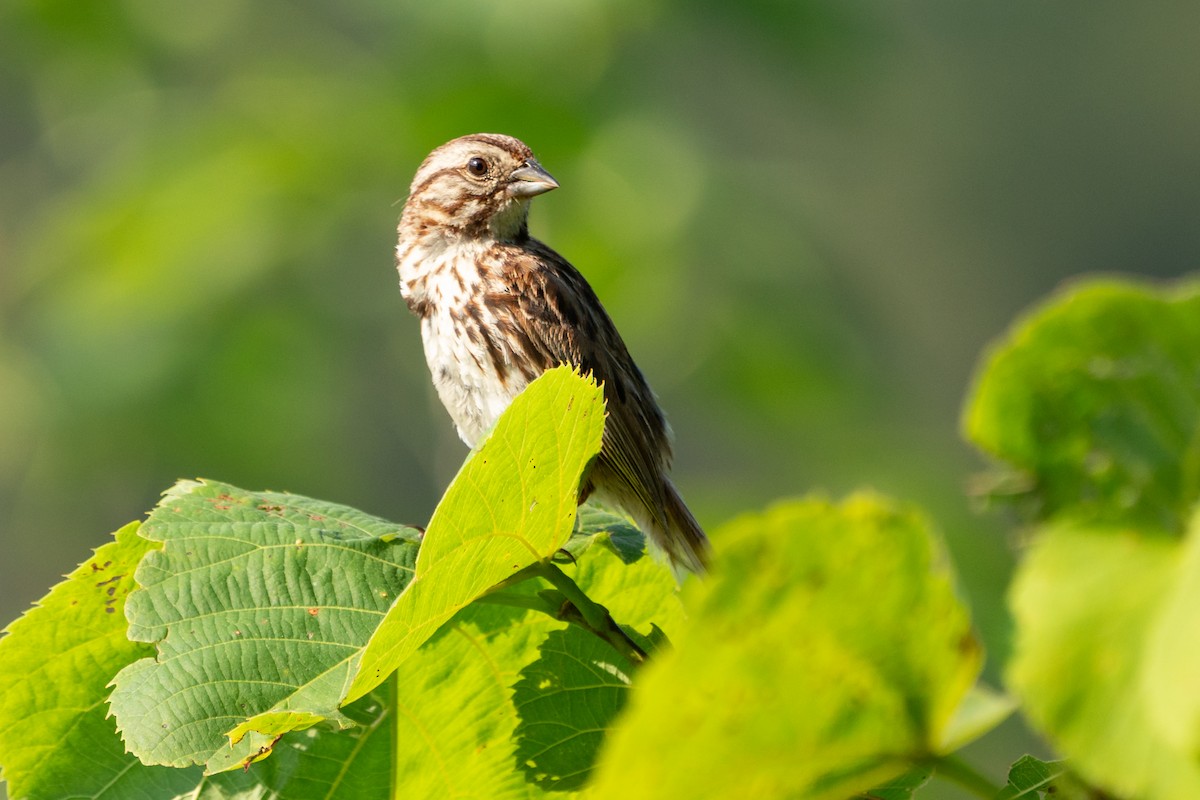 Song Sparrow - ML641404614