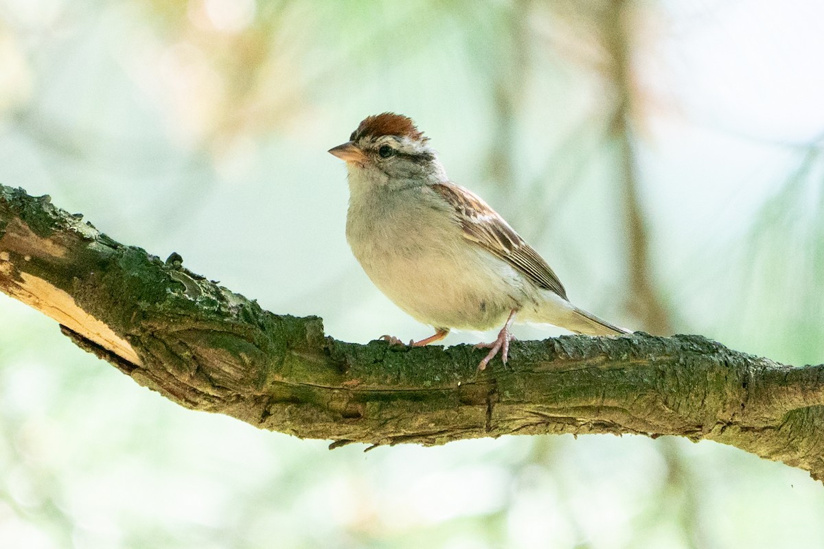 Chipping Sparrow - ML641404616